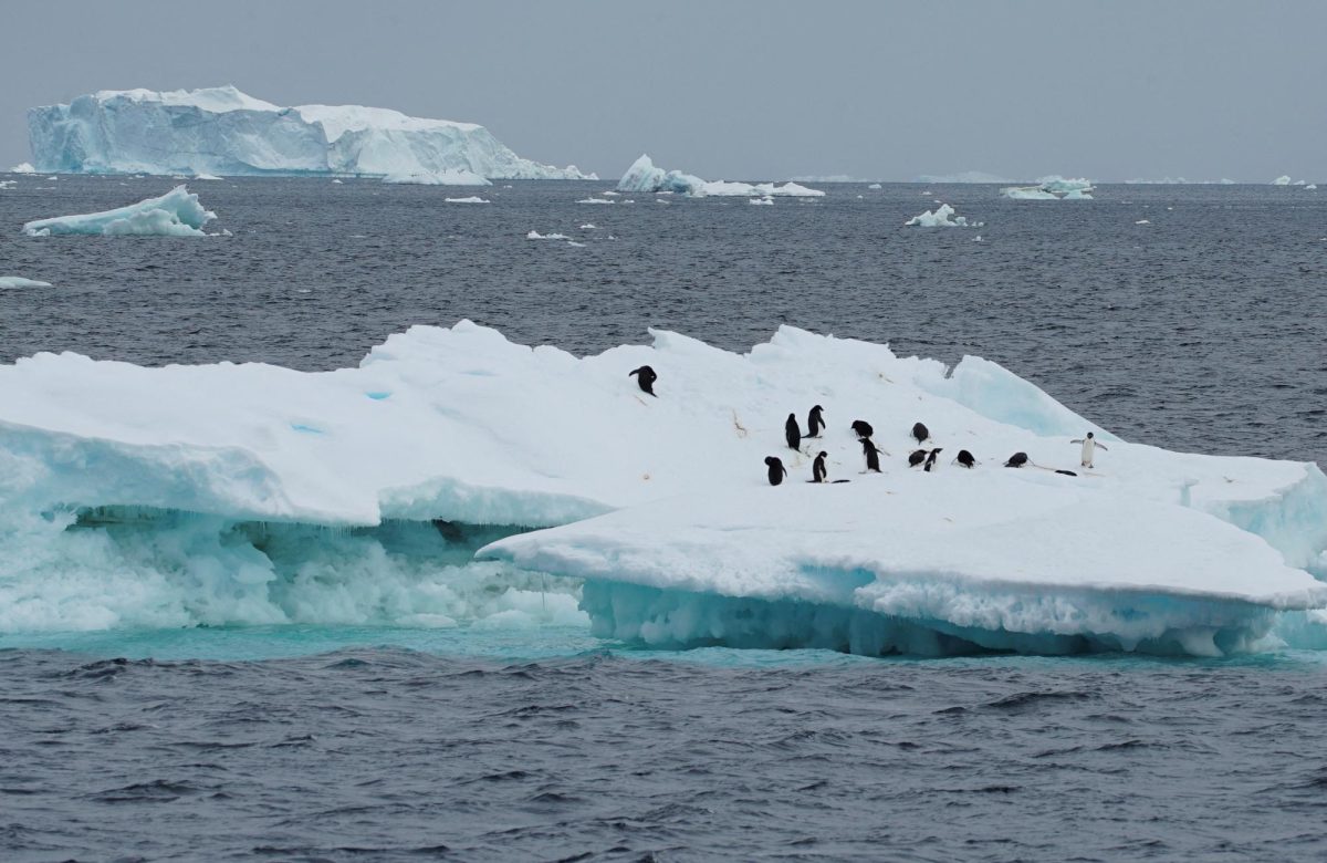 Penguins are seen on an iceberg as scientists investigate the impact of climate change on Antarctica's penguin colonies, on the northern side of the Antarctic peninsula, Antarctica January 15, 2022. Picture taken January 15, 2022. REUTERS/Natalie