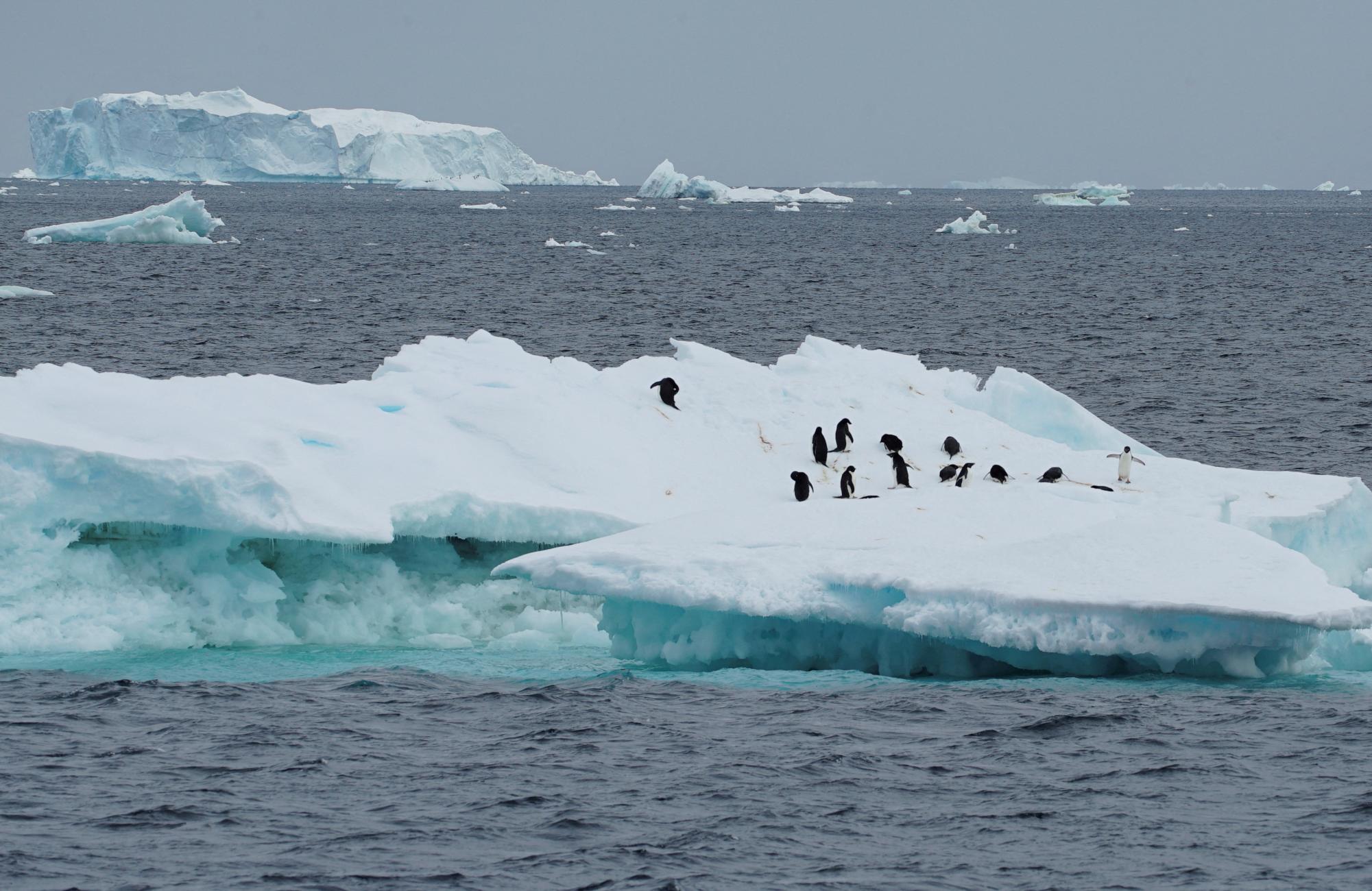 Penguins are seen on an iceberg as scientists investigate the impact of climate change on Antarctica's penguin colonies, on the northern side of the Antarctic peninsula, Antarctica January 15, 2022. Picture taken January 15, 2022. REUTERS/Natalie