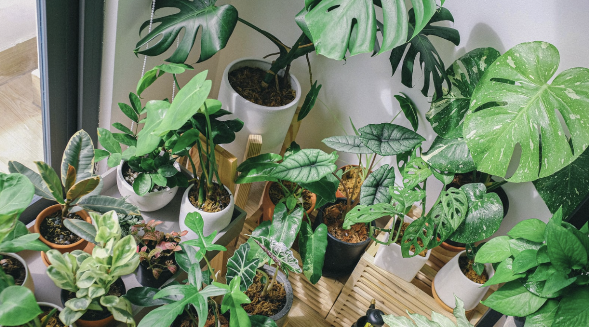 Assortment of houseplants (via Canva)